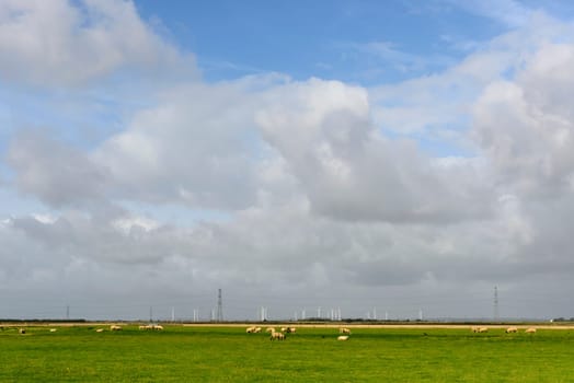 landscape of the marsh with a a flock of sheep in large fields, in distance wind turbines, under a bright sky,  Romney Marsh, Kent.