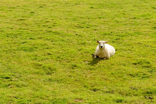portrait of a lone sheep resting in grass flied near Bodiam, East Sussex.