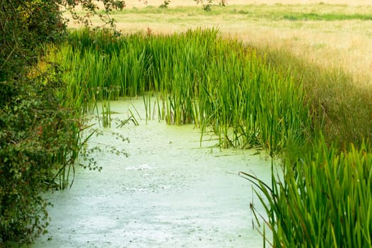 view of a ditch with backwater and water plants in Romney Marsh, Kent.