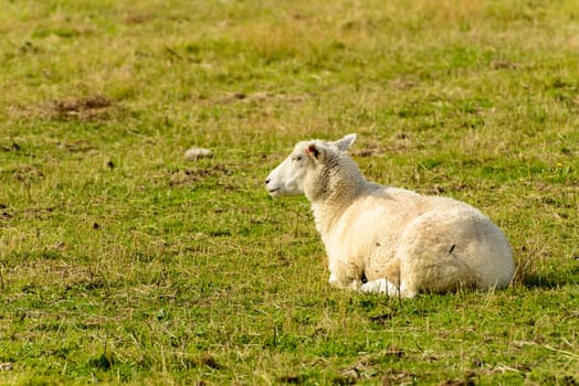 portrait of a resting sheep at Romney Marsh, Kent.