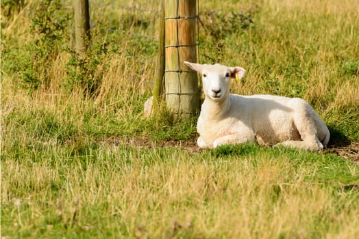 portrait of a resting lamb at Romney Marsh, Kent.