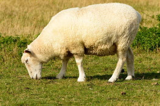 portrait of a grazing sheep at Romney Marsh, Kent.