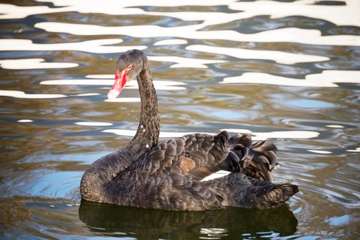 Black swan floats in the autumn pond