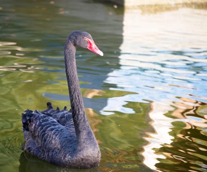 Black swan floats in the autumn pond
