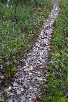 path in the forest going into the distance is covered with fallen autumn leaves along the edges of green moss