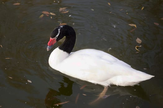 Black necked  swan in the autumn lake