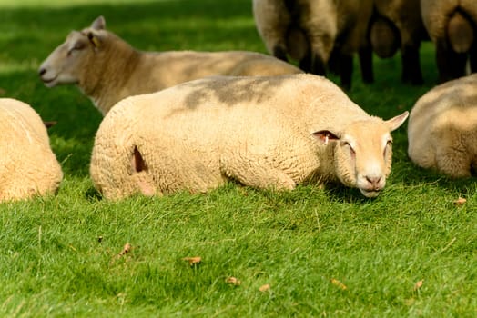 portrait of a resting sheep at Romney Marsh, Kent.