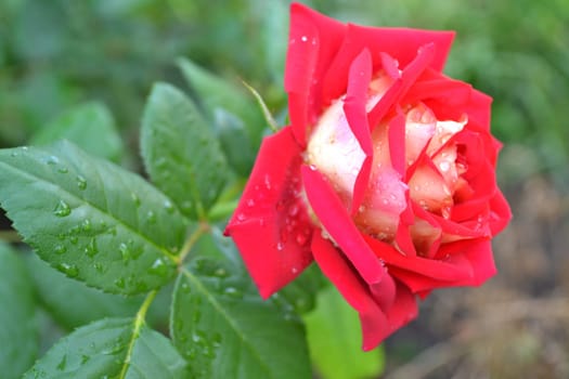 Osiria rose garden or turkish turk gulu, gul bahcesi closeup