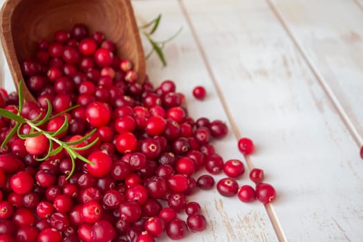 fresh forest cranberry or cowberry on wooden background, organic fruit of forest of Belarus