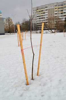 Young tree tied in a city. Newly planted trees, with props or stakes for support.