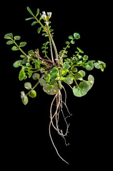 Whole plant of a hairy foam herb with leaves, flowers and roots isolated on black