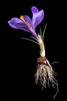 Complete purple crocus with flower, leaves, roots and onion isolated on black