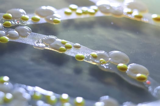 Macro view of bacteria and baker yeast colonies.