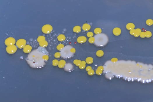 Macro view of bacteria and baker yeast colonies.