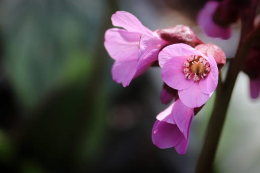 Macro view of bergina trumpet blossoms in bloom.