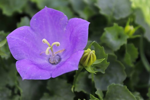 Macro of Bellflowers blooming in spring between leaves.