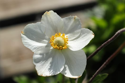 A white snowdrop anemone in bloom during summer.