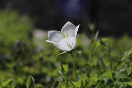Shadow of a bellflower stigma silhouette through petals.