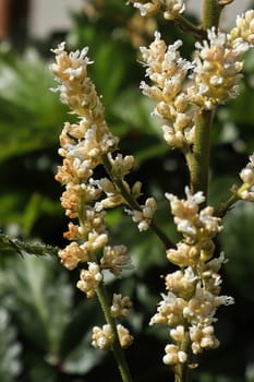 Blooms of white astilbe flowers bloom in the summer.