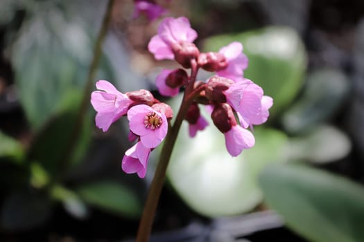 Macro view of bergina trumpet blossoms in bloom.