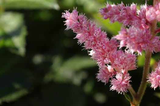 Plumes of pink false spirea grow in the summer.