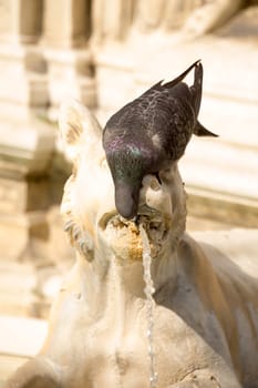 Dove drinking water from a decorative fountain in Siena. Italy