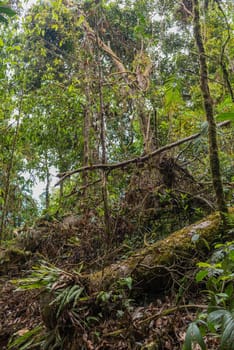 Lush rainforest in the Monteverde highlands, Costa Rica