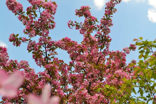Sakura blossom. Spring pink flowers. Sakura blossom and blue sky.