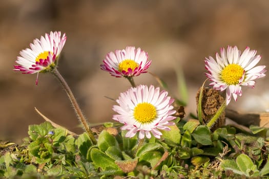 Macro shot of a group of red white daisies in the grass against a blurred background
