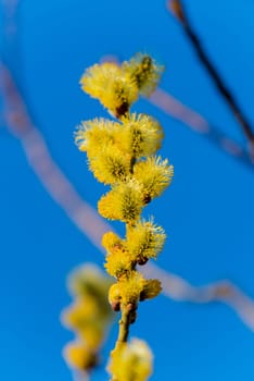 Pussy willows in sunlight and blue sky