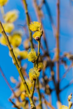 Pussy willows in sunlight and blue sky