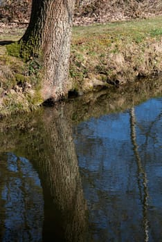 landscape - forest