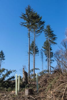 Landcape - Forest