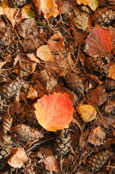 Format-filling top view of a forest floor in Brandenburg / Germany with dried leaves, pine cones, pine needles and autumnal red and yellow leaves.
