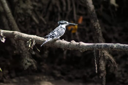 Magpie, Ceryle rudis, Pied Kingfisher on a branch in the mamgrove in Kenya