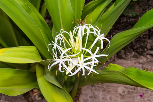 White Crinum flower in the blurred background in high resolution near the town of Gede in Kenya