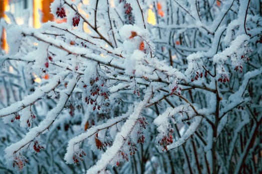 Beautiful covered with snow, the wild rosehip bush with bright red berries. Winter nature, environment.