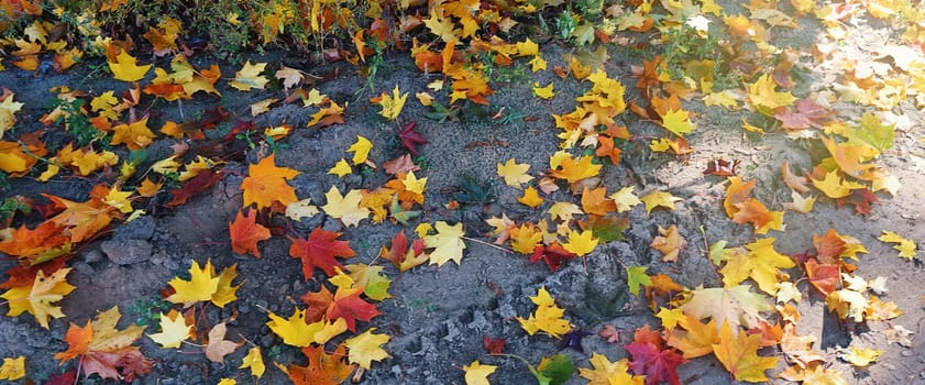beautiful autumn maple leaves. autumn forest landscape. fall time season background. copy space