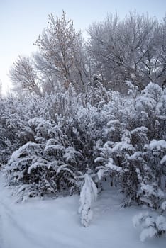 Beautiful snow-covered bushes and trees at dawn. Winter nature, environment.