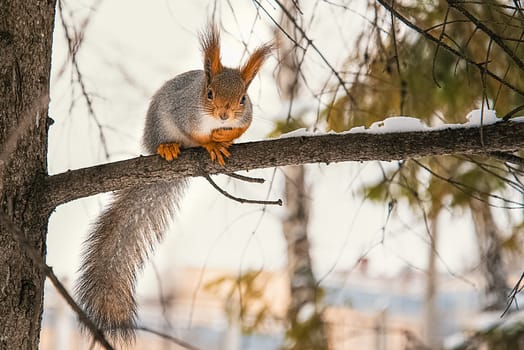 A cute little red squirrel sits on a tree branch in winter. Animals in their natural environment.