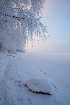 Winter landscape at dawn, the bank of a frozen river. Hanging tree branches, beautiful sky, big rock.