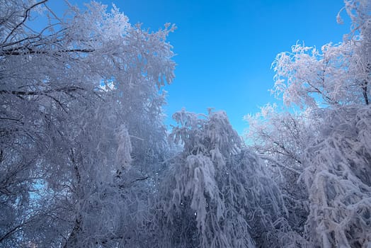Beautiful snow-covered bushes and trees at dawn. Winter nature, environment.