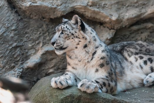 beautiful cat snow leopard - Irbis, Uncia uncia, endangered species in world