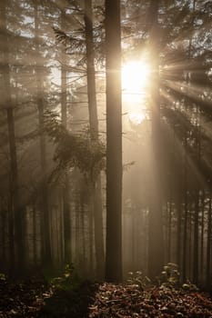 forest tree and back light with sun star
