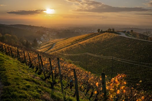 vineyard in autumn and golden hour