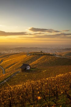 golden hour and vineyard