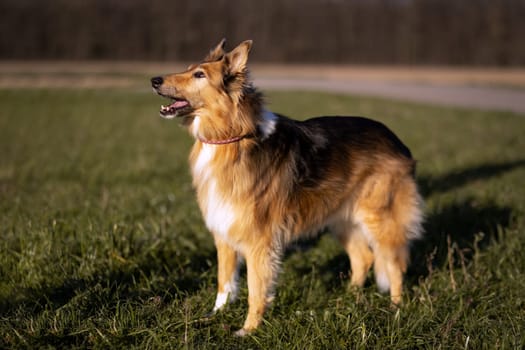 Collie