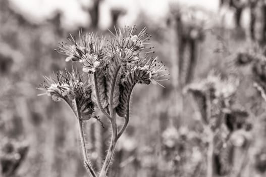 Phacelia - Büschelschön