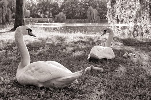 Mute swans with offspring, adult birds with chicks
