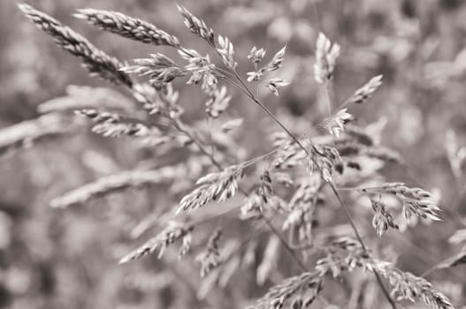 blooming grass in summer